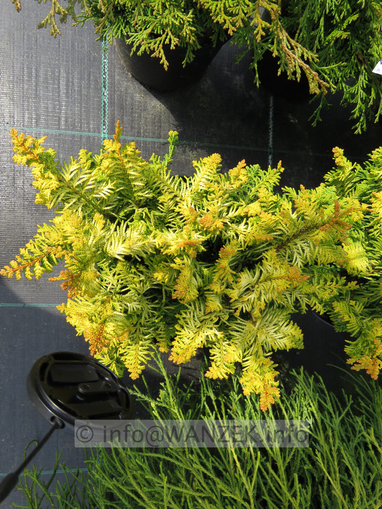 Chamaecyparis obtusa Tetragona Aurea 04.JPG